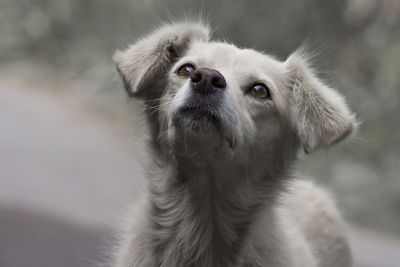 Sad dog portait close up