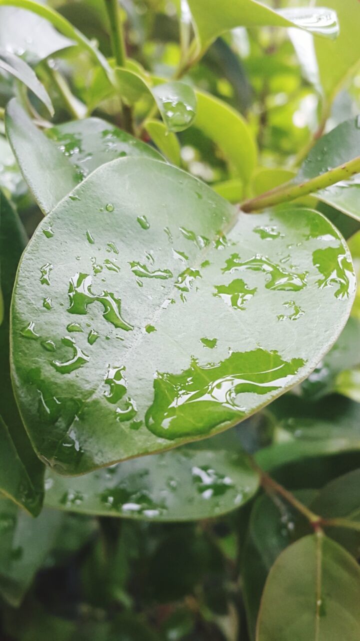 drop, water, leaf, close-up, nature, wet, green color, growth, freshness, focus on foreground, beauty in nature, no people, tree, plant, outdoors, day, raindrop, healthy eating