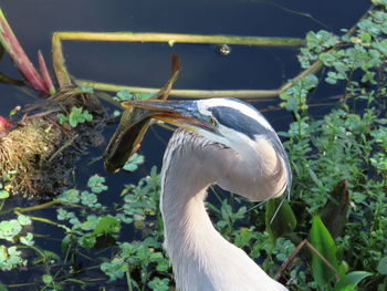 Bird with fish