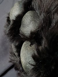 Close-up of cat