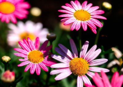 Close-up of pink daisy flowers