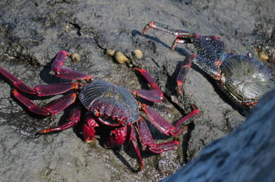 Close-up of crab on stone at beach