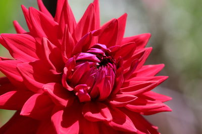 Close-up of red dahlia