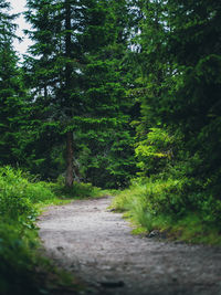 Road amidst trees in forest