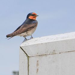 Bird perching against clear sky