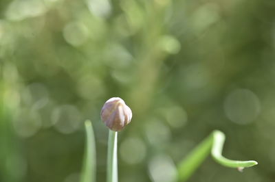 Close-up of white flower buds