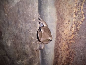 Close-up of a lizard on wall