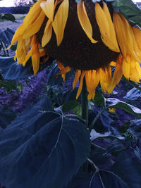 Close-up of yellow flowering plant