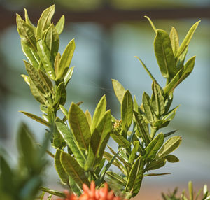 Close-up of fresh green plant