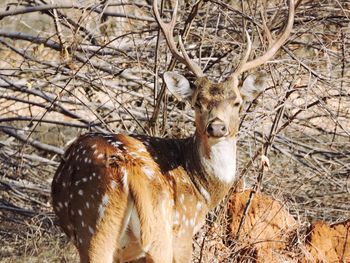 Deer standing on field