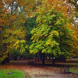 Trees in park