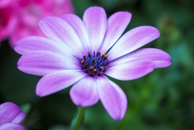 Close-up of pink flower