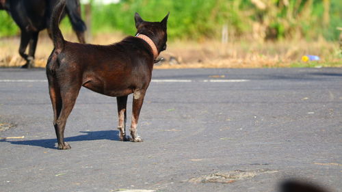 Dog standing on road