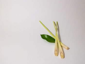 Close-up of lemon grass and bay leaf against white background