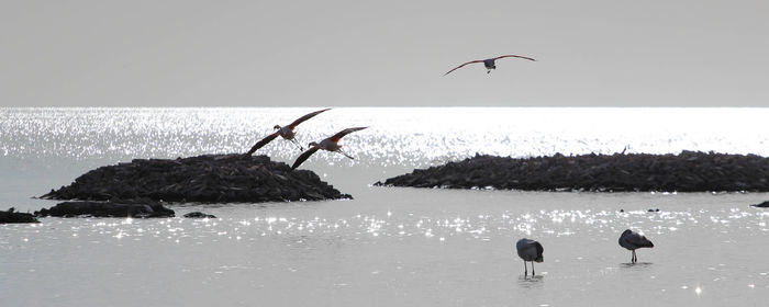 Seagulls flying over sea against clear sky