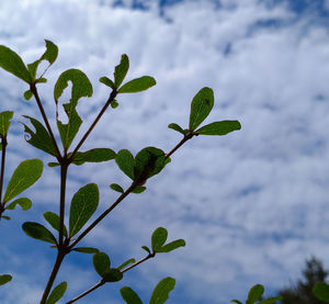 Close-up of plant leaves