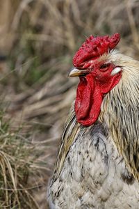 Close-up of rooster on field