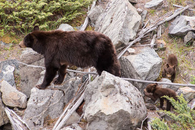 View of rocks on land