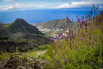 Scenic view of flowering plants on land against sky