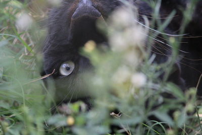 Close-up of black cat on field