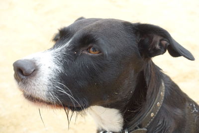 Close-up of dog looking away