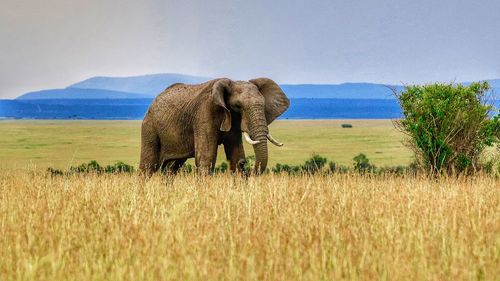 Elephant in a field