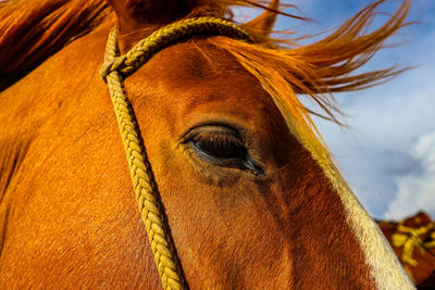 Close-up of a horse