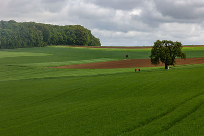 Scenic view of golf course against sky