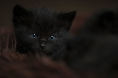 Close-up portrait of cat at home