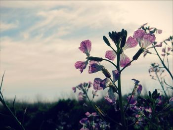 Close-up of pink flowers