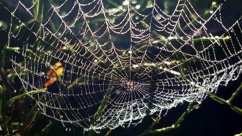 Close-up of spider web