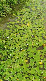 High angle view of lotus water lily in pond