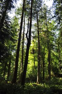 Trees in forest