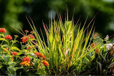 Close-up of flowering plants on field