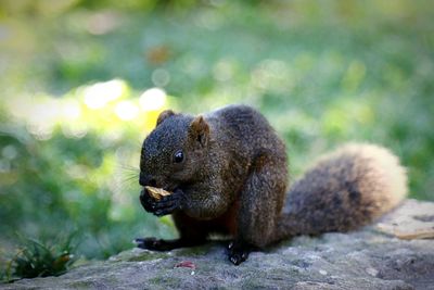 Close-up of squirrel eating peanut