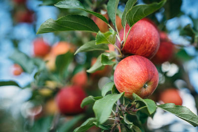 Close-up of strawberry growing on tree