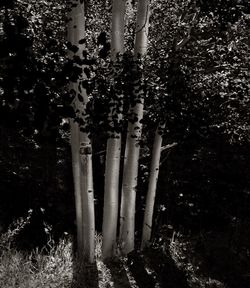 Trees and plants growing on field