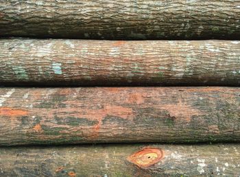 Close-up of insect on wood