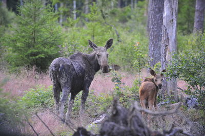 View of two mooses on field