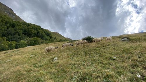 View of sheep on field against sky