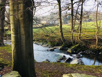 Trees and plants growing in river in forest