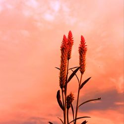 Close-up of red flowering plant against orange sky