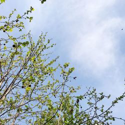 Low angle view of tree against sky