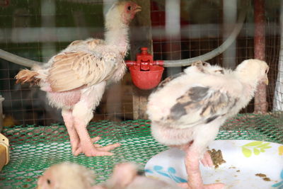 Two birds feeding in cage