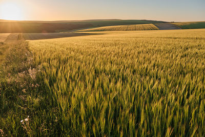 Wide angle view of wheat fields on a sunny evening in the south downs national park 