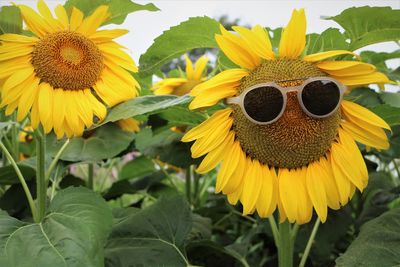 Close-up of sunflower