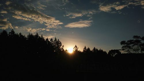 Silhouette trees at sunset