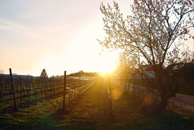 View of trees at sunset