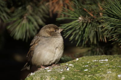 Close-up of sparrow on rock