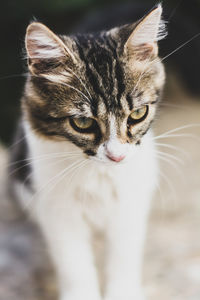 Close-up of cat outdoors